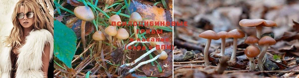 стафф Покачи